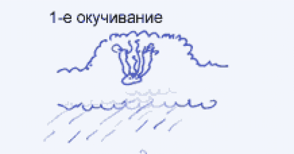Способ выращивание картофеля. Картошка со своего огорода. Технология, сорта, производство.