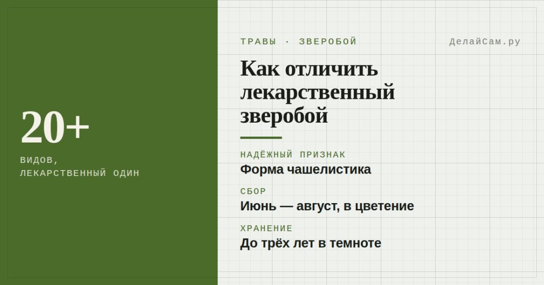 Зверобой продырявленный: как отличить от похожих видов