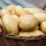 Интересный способ выращивания картофеля. Как выращивать картофель без особых трудозатрат