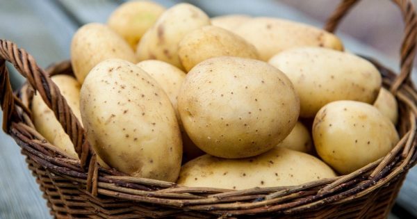 Интересный способ выращивания картофеля. Как выращивать картофель без особых трудозатрат Интересный способ выращивания картофеля. Как выращивать картофель без особых трудозатрат.
