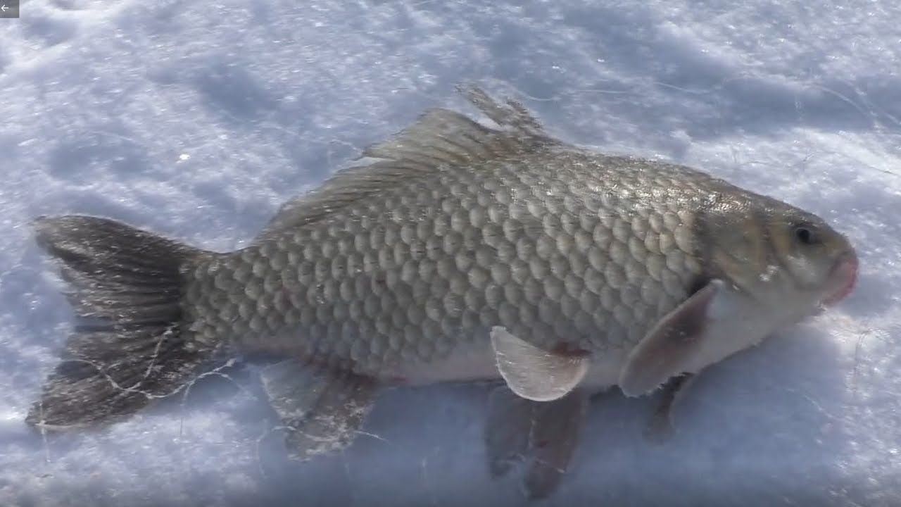 рыбалка на амуре зимой на хапугу