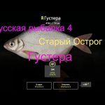 Русская рыбалка 4 — озеро Старый Острог — Густера