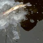 Первый лед в 2020  Ловим окуня и щук   Рыбалка в Феврале