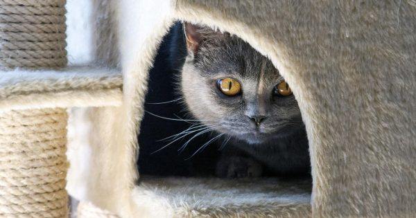 Домик для кошки из фанеры своими руками