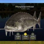 Госпожа белуга!