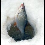 ОЗЁРА СИБИРИ РЫБАЛКА ОТДЫХ LAKES OF SIBERIA FISHING RECREATION  Recommended for you