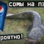 Фантастическая #рыбалка / сомы лезут на пепси