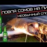 Рыбалка на пиво,ловля сомов на пиво / fishing for catfish in beer