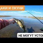 КРУПНЫЙ СУДАК И ОКУНЬ ДУРЕЮТ ОТ ЭТОЙ ПРОВОДКИ! Рыбалка на МИКРОДЖИГ на ставке!