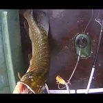Рыбалка на щуку в Астраханской области/Pike fishing in Astrakhan region