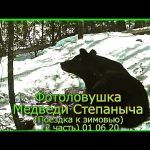 Фотоловушки Медведи Степаныча Поездка к зимовью (2 часть) 01 06 20