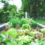Красивые грядки на даче: идеи и советы для создания привлекательных садовых композиций