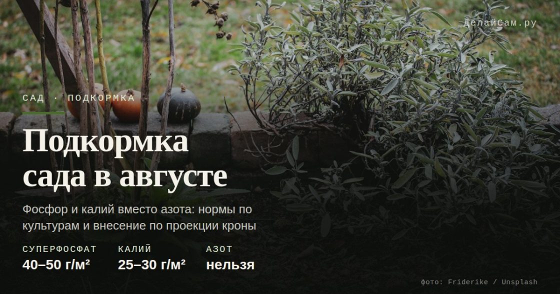 Подкормка сада в августе