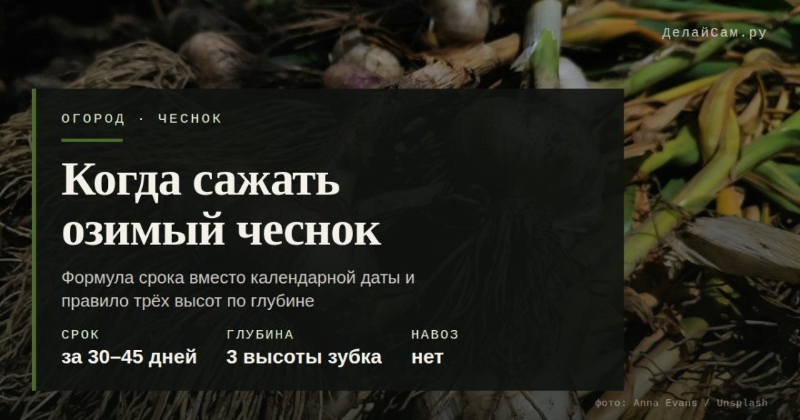 Когда сажать озимый чеснок