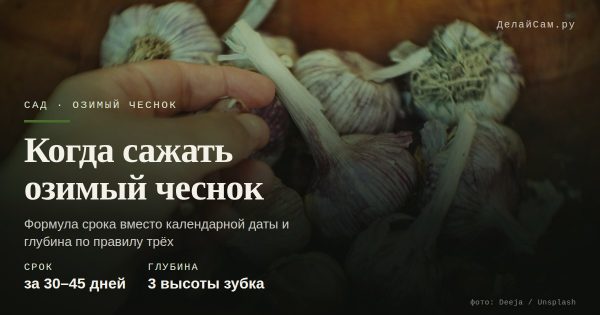 Когда сажать озимый чеснок: сроки, глубина, подкормка