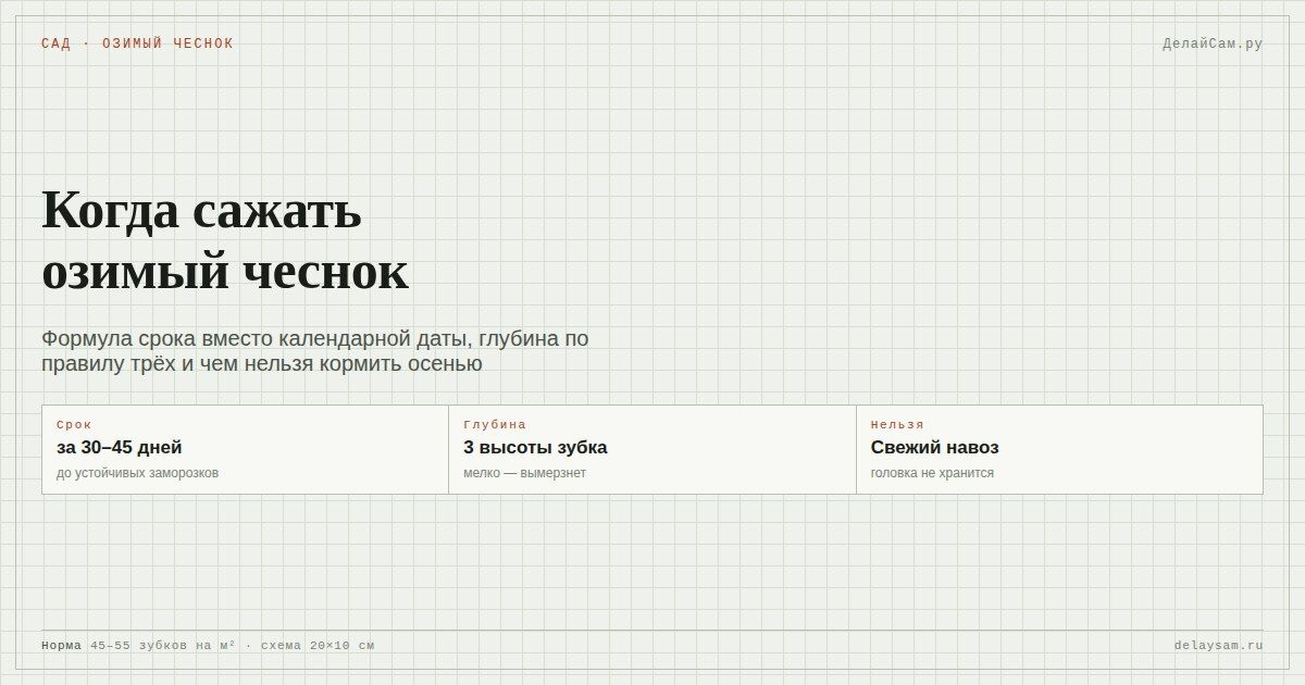 Когда сажать озимый чеснок: сроки, глубина, подкормка