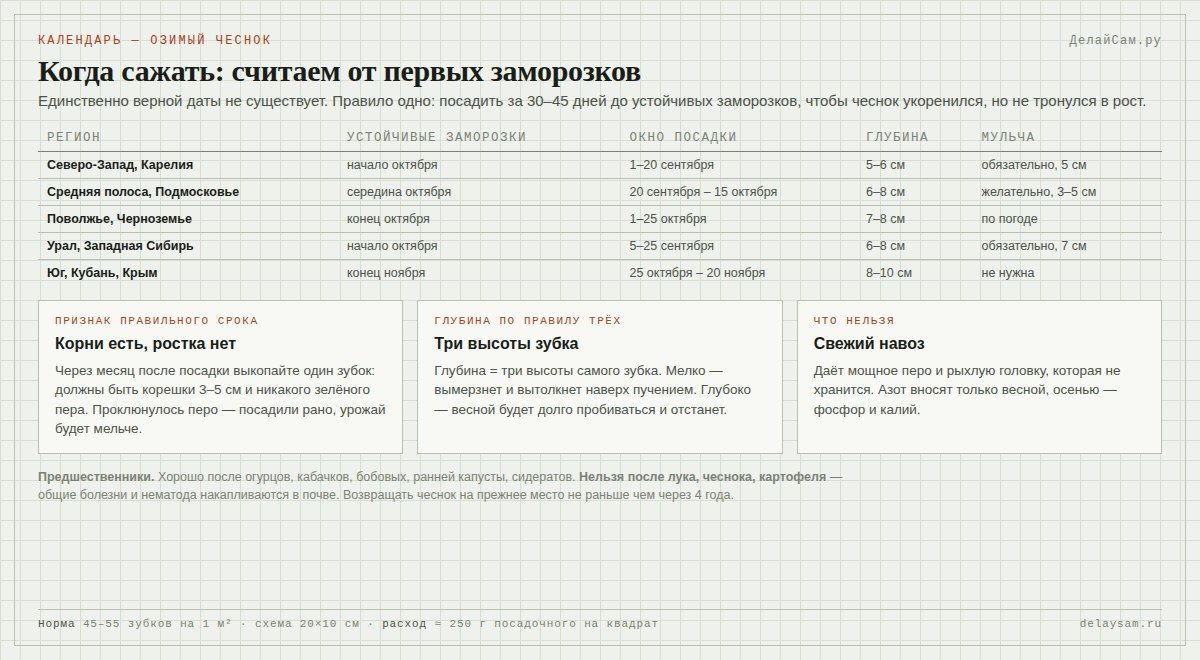 Когда сажать озимый чеснок: сроки по регионам, глубина и мульчирование