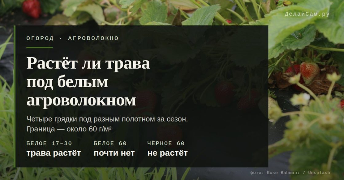 Растёт ли трава под белым агроволокном — проверил на грядке