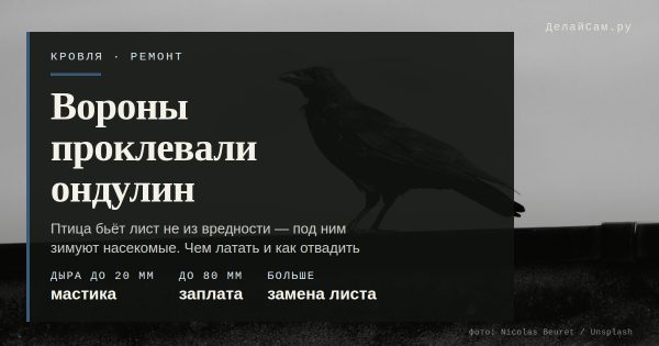 Вороны проклевали ондулин: чем латать и как отвадить