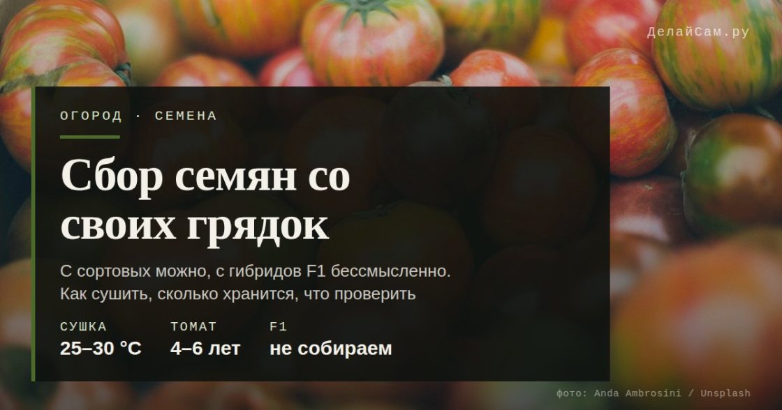 Сбор и хранение семян со своих грядок: что можно, а что нет