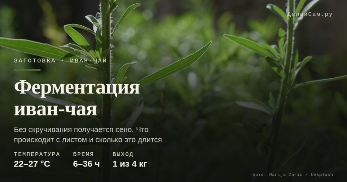Иван-чай: ферментация листа в домашних условиях