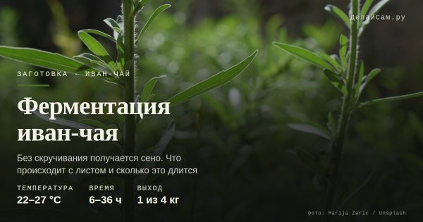 Иван-чай: ферментация листа в домашних условиях