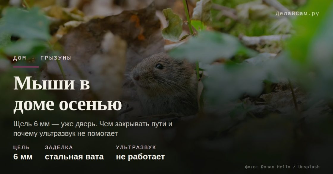 Мыши в доме осенью: чем закрыть пути