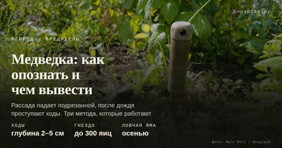 Медведка: как обнаружить и чем вывести