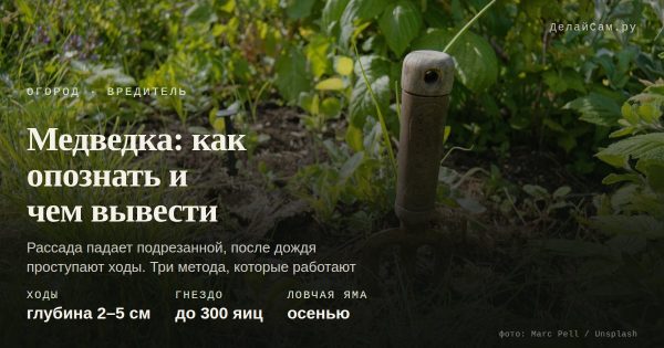 Медведка: как обнаружить и чем вывести