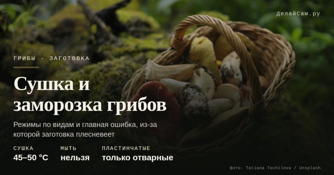 Сушка и заморозка грибов: что с чем нельзя