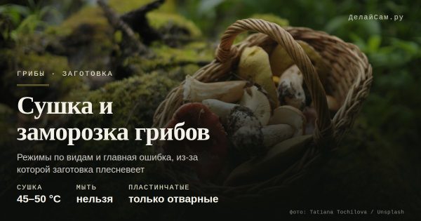 Сушка и заморозка грибов: что с чем нельзя