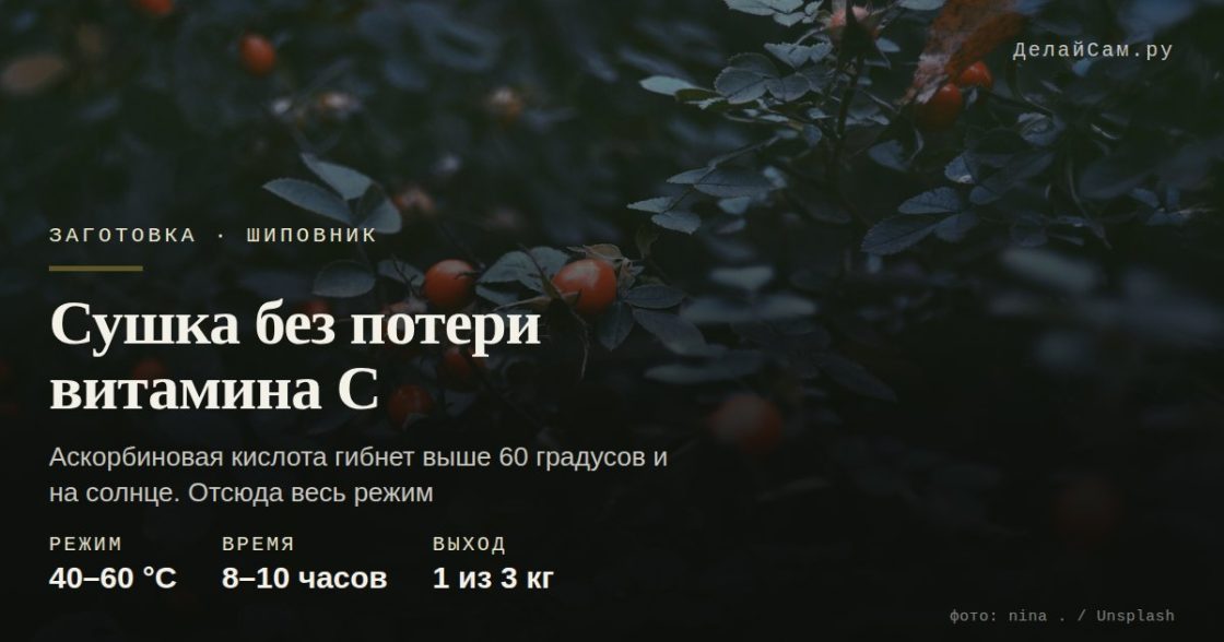 Шиповник: сушка без потери витамина С
