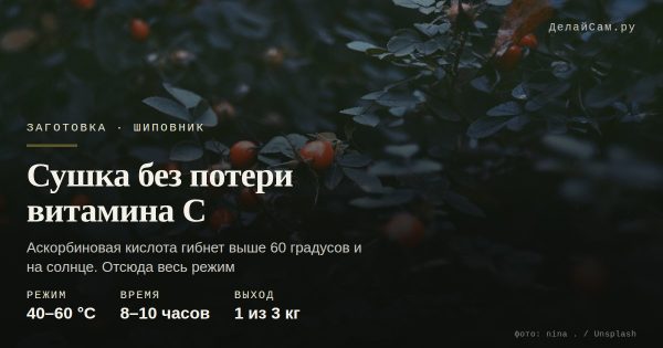 Шиповник: сушка без потери витамина С