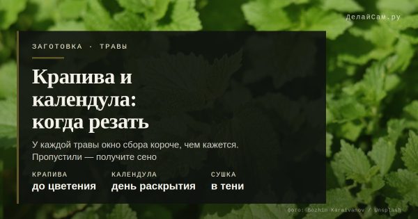 Крапива и календула: когда резать и как сушить