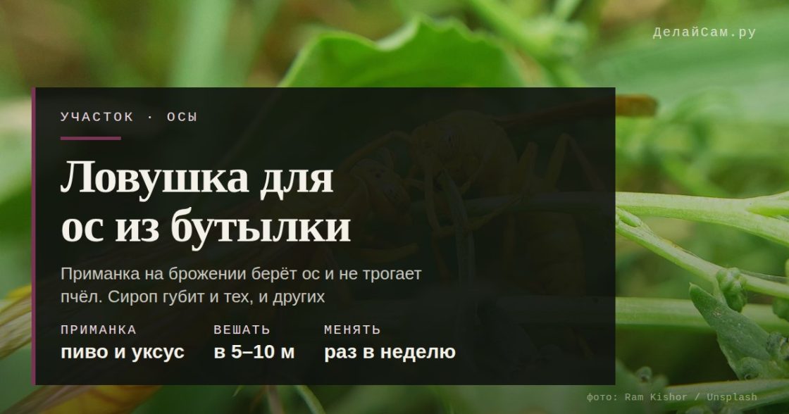 Ловушка для ос из бутылки: приманка и место