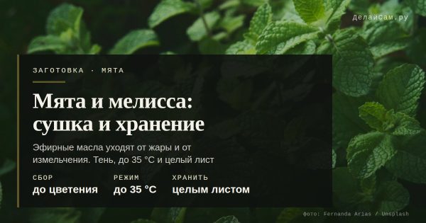 Мята и мелисса: сушка и хранение