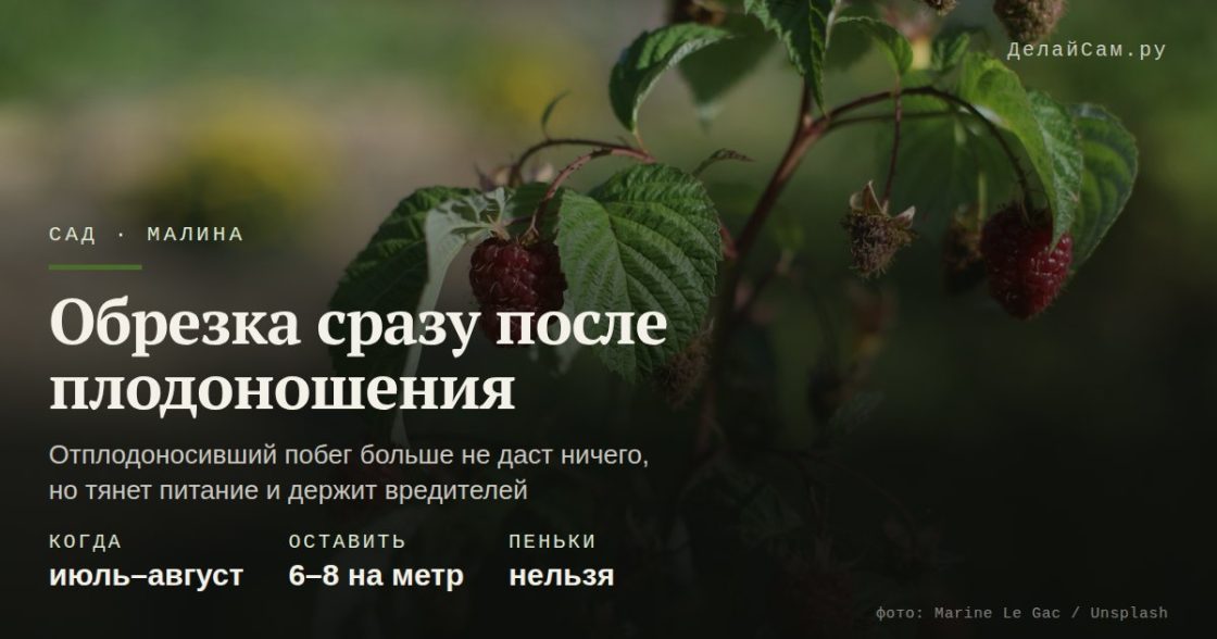 Обрезка малины сразу после плодоношения
