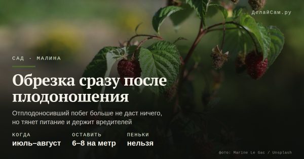Обрезка малины сразу после плодоношения