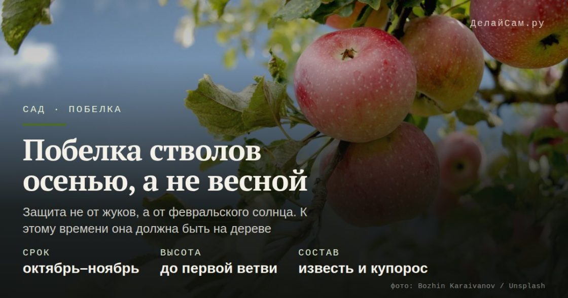 Побелка стволов осенью, а не весной