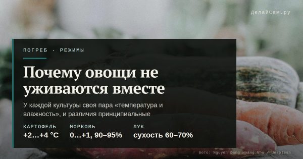 Хранение картофеля, моркови и капусты в погребе
