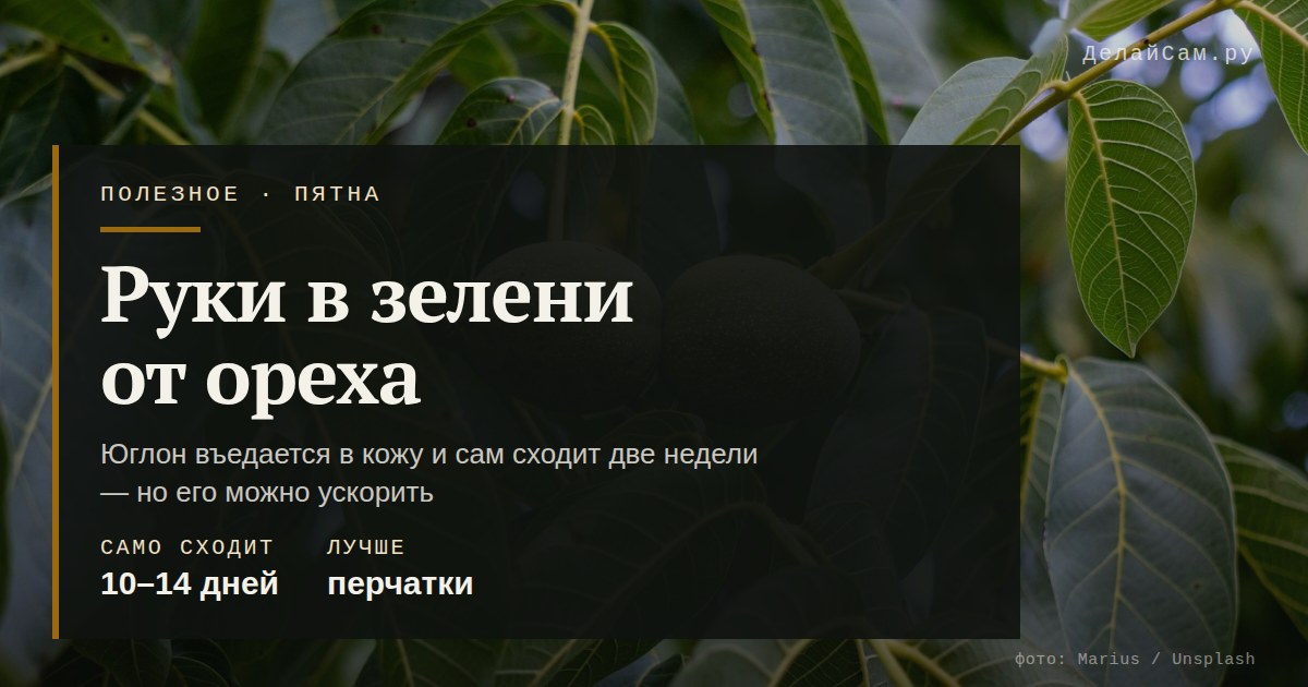 как отмыть руки от зелёной кожуры грецкого ореха