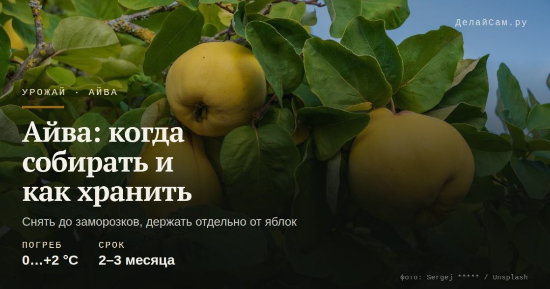 Айва: когда собирать и как хранить