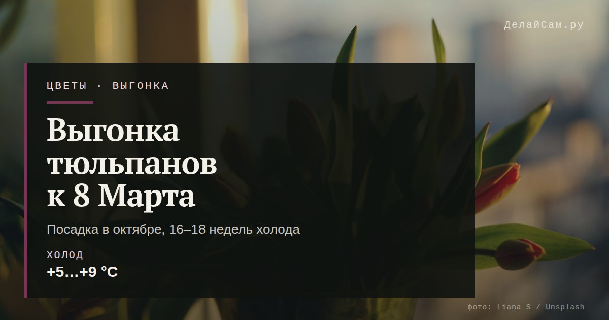 выгонка тюльпанов к 8 марта