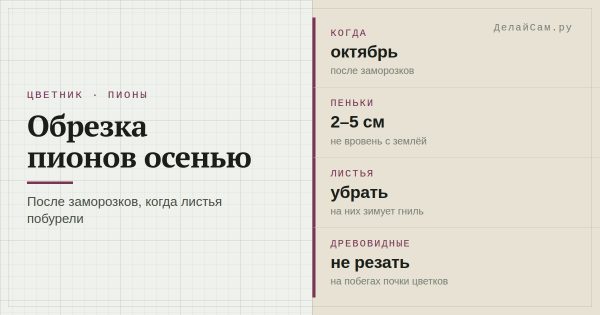 Обрезка пионов осенью