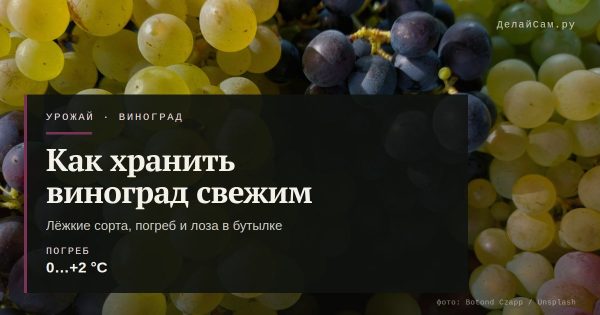 Как хранить виноград свежим