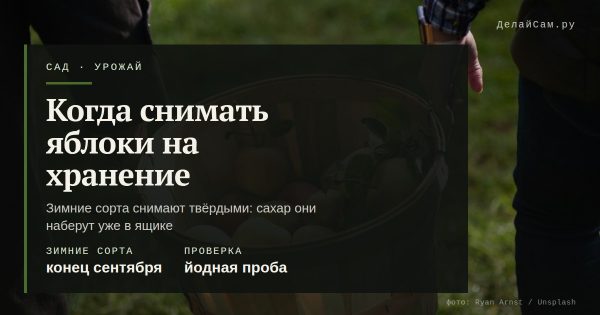 Когда снимать яблоки на хранение