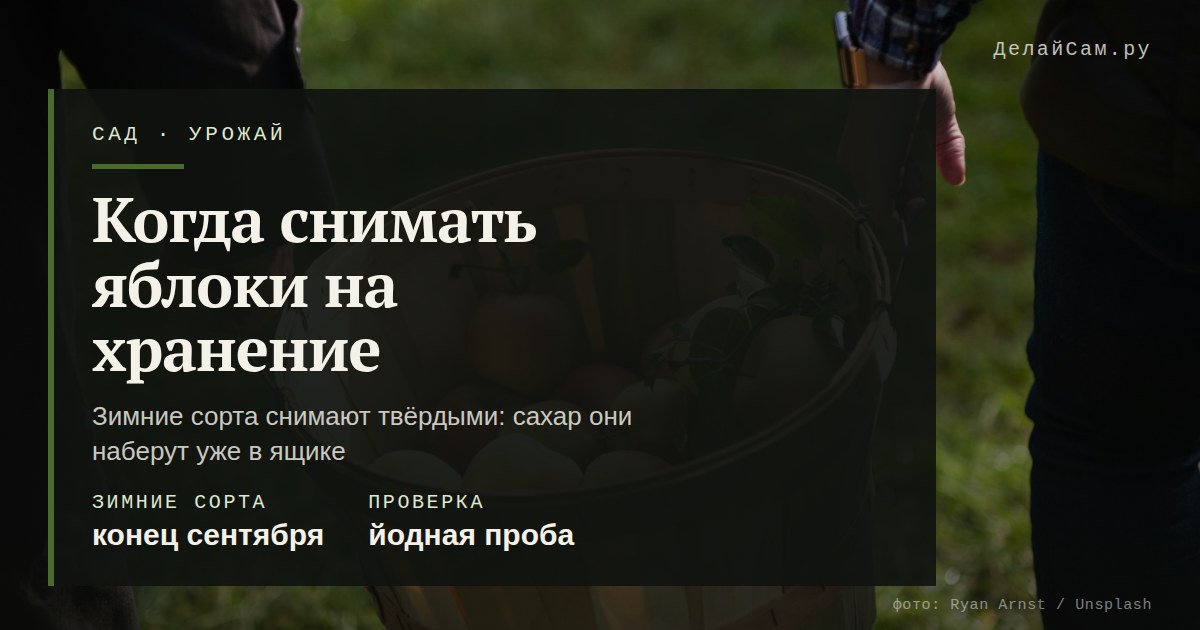 когда снимать яблоки на хранение