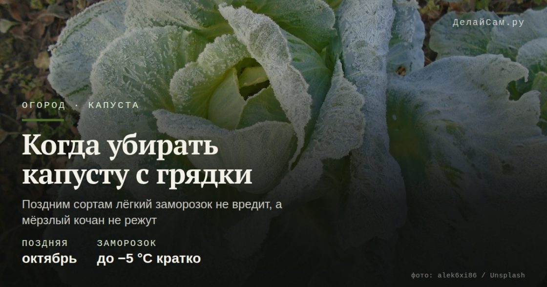 Когда убирать капусту с грядки