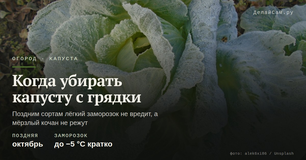 когда убирать капусту с грядки