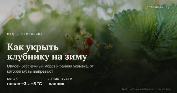 Как укрыть клубнику на зиму